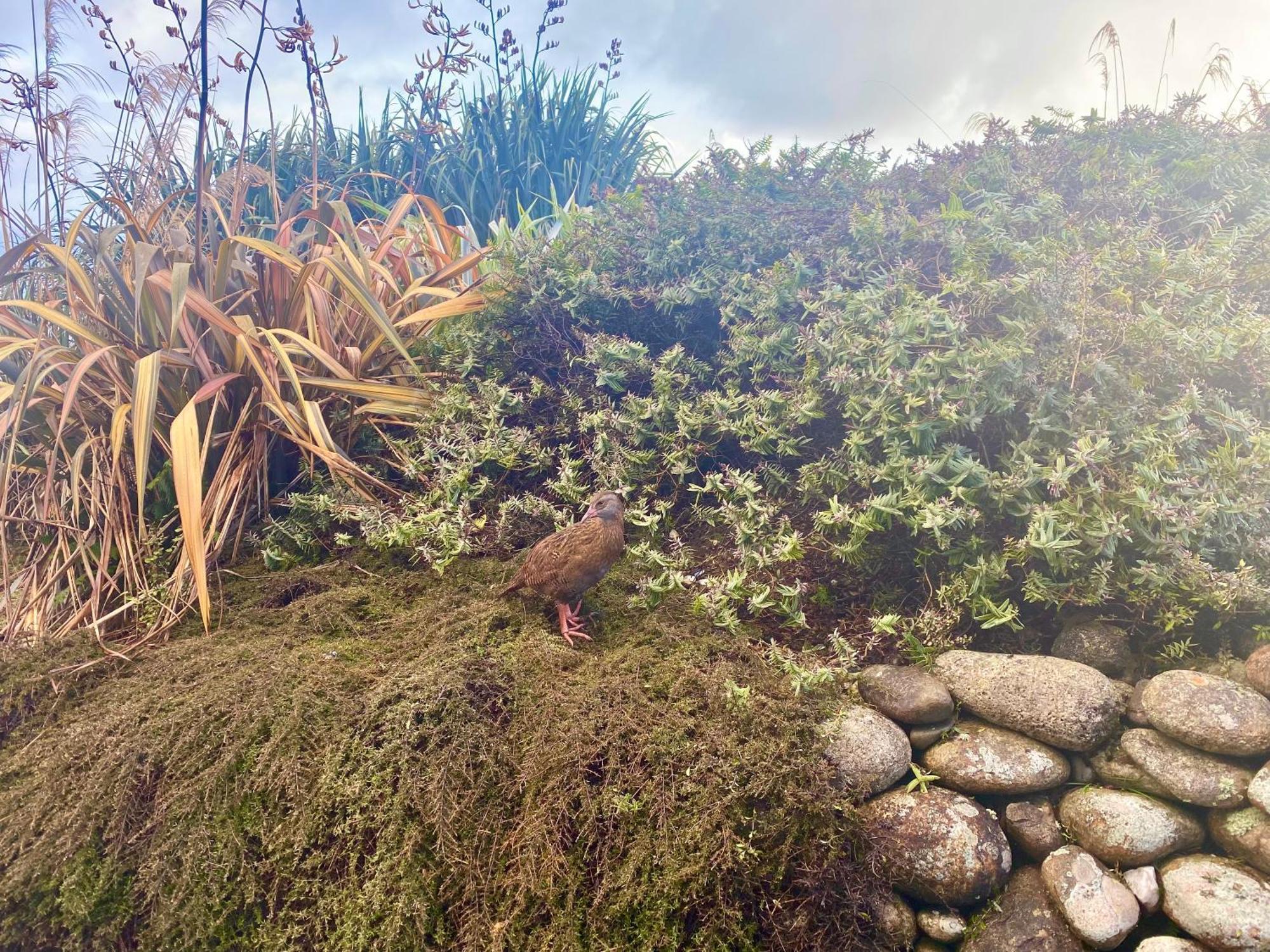 Wild Weka Eco Stay - Off-Grid 4Wd Recommended Waimarie Exterior photo